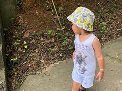 -南宁良凤江国家森林公园