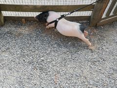 -前小桔亲子创意农场·草莓采摘·露营烧烤