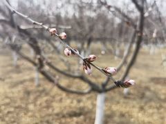 -大兴滨河森林公园