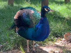 -北京麋鹿生态实验中心