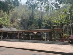 -西双版纳原始森林公园