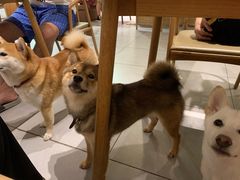 -柴务处·柴犬主题狗咖