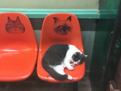 -猫咪博物馆(顶澳仔猫街店)