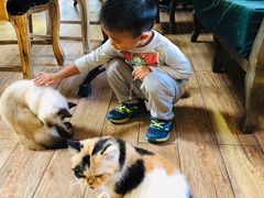 -more than meow吴止猫主题餐厅(承德 中船汇店)