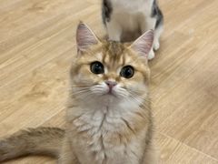 -有喵·猫咖·狗咖·30几只猫10只小狗(岗厦店)