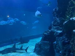 -暹罗海洋世界