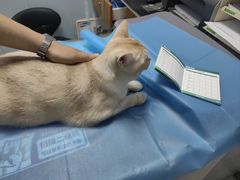 -纳吉亚猫专科动物诊疗中心(蒋宅口分院)