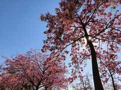 -风云岭森林公园