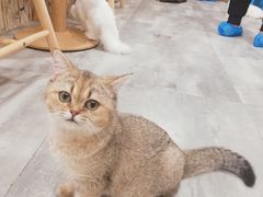 -楼上猫咖(罗湖店)