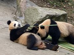 -都江堰中华大熊猫苑