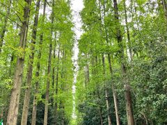 -东平国家森林公园