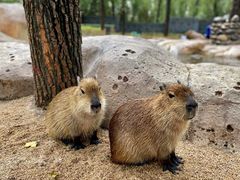 -北京野生动物园