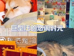 -瑞派宠物医院·犬猫全科·猫友好(宾水西道店)
