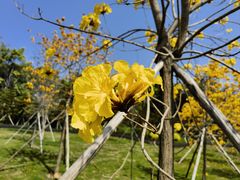 -森波拉奇妙世界