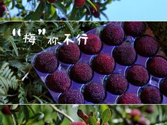 -达蓬山旅游度假区