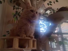 -唐小姐の私宠·宠物洗护美容·撸猫馆·购宠(周浦万达旗舰店)