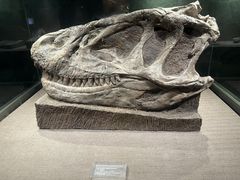 -自贡恐龙博物馆