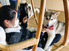 -Husky Go! 哈士奇体验馆·宠物咖啡厅狗咖