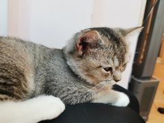 -猫咪派对(江南西店)