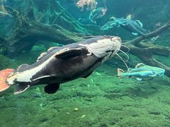 -珠海长隆海洋王国