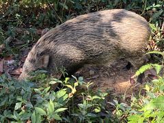 -梧桐山风景名胜区