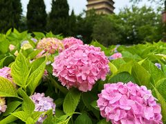 -西安博物院