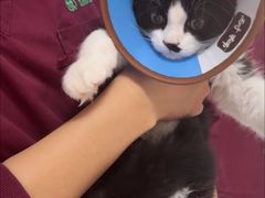 -瑞派福兴宠物医院犬猫全科·骨科·中西医结合(河东店)