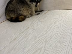 -浣熊柯尔鸭土拨鼠·电玩咖