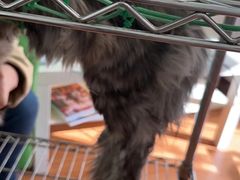 -北京观赏动物医院·24小时大型综合·猫专科·异宠专科