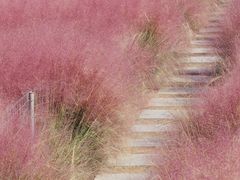 -嘉北郊野公园