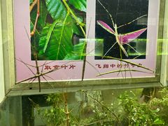 -上海昆虫博物馆