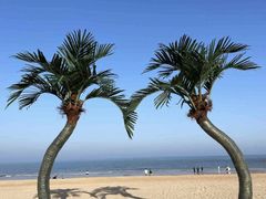 -日照海滨国家森林公园