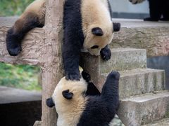 -中国大熊猫保护研究中心雅安碧峰峡基地