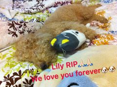 -彩虹桥宠物火化殡葬善终服务(金乐大厦店)