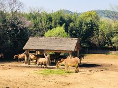 -杭州野生动物世界