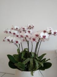 -颜蕾医美·黄金微针·水光·玻尿酸·超声炮·抗衰中心