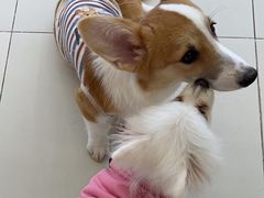 -怪兽屋·羊驼·猫咖·狗咖(俊华广场店)