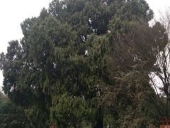 -南岳衡山风景名胜区-南岳大庙