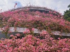 -深圳仙湖植物园