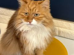 -平行世界·猫咖(首经贸店)