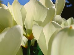 -宣武艺园