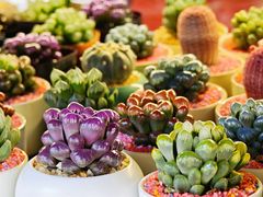 -溪岸路花鸟市场