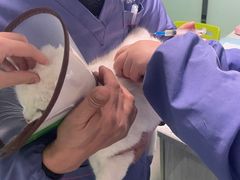 -半岛宠物医院24小时(科华中路店)