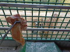 -深圳野生动物园