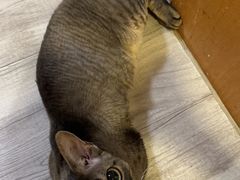 -瑞派福兴宠物医院犬猫全科·骨科·中西医结合(河东店)