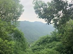 -南山植物园