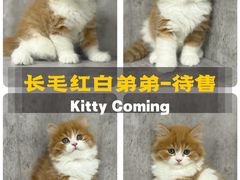 -小猫来了·猫舍(红山六九七九店)