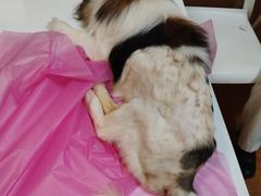 -北京观赏动物医院·24小时大型综合·猫专科·异宠专科