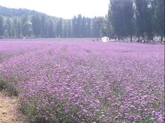 -紫海香堤香草艺术庄园
