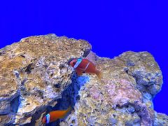 -海合安武汉极地海洋公园